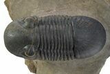 Paralejurus Trilobite Fossil - Orange Eye Preservation! #334858-3